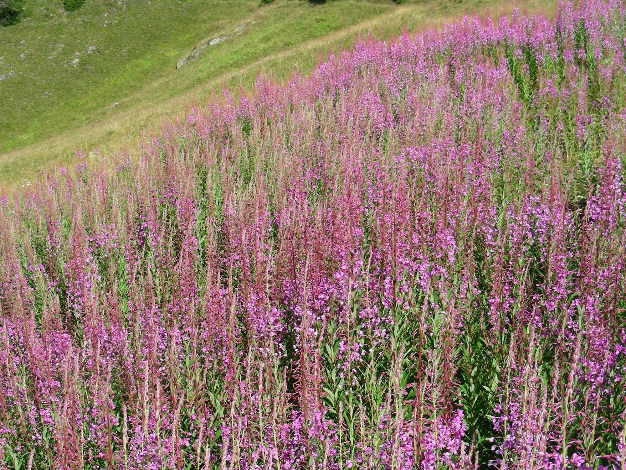 Villetta Val Di Sole Commezzadura Eksteriør billede